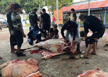 Masjid Al Ikhlas Muhammadiyah Bontang Sembelih 14 Sapi dan 2 Kambing